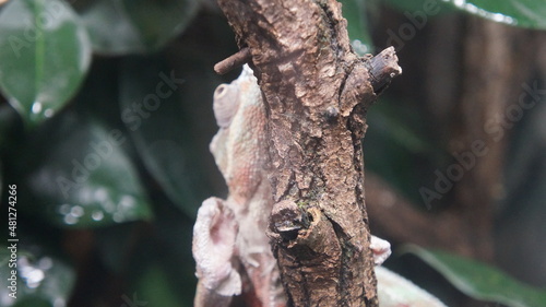 lizard on tree