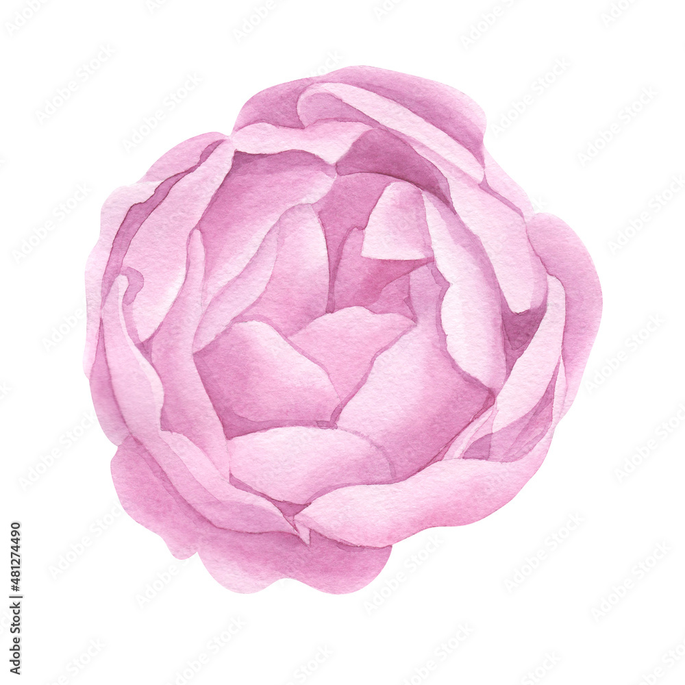 Fototapeta premium Vintage hand made line peonies or rose set. Botanical froral design. Isolated on white flowers. For greeting, invitation, wedding, birthday, valentine card. Botanical illustration.