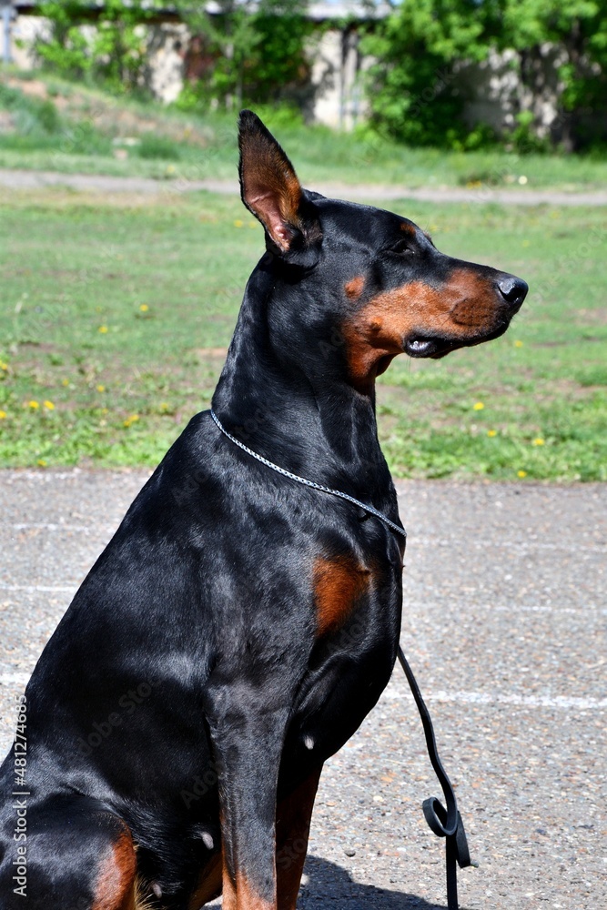 A Doberman dog on a walk on a summer day A Doberman dog on a walk on a summer day