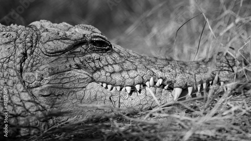 Young Nile crocodile