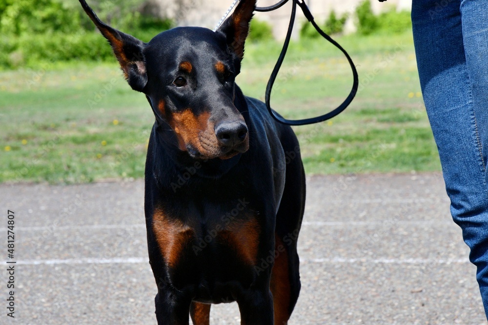 A Doberman dog on a walk on a summer day A Doberman dog on a walk on a summer day