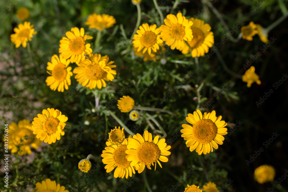 beautiful yellow flowers on a green background. flowers growing in a flower bed. urban landscape. beautiful yellow flowers on a green background. flowers growing in a flower bed. urban landscape.