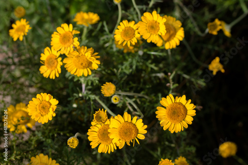 beautiful yellow flowers on a green background. flowers growing in a flower bed. urban landscape.