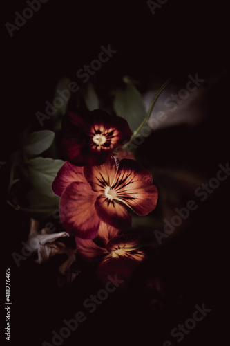 Flower in dark background  photo