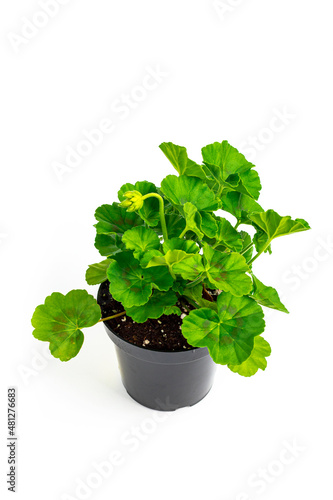Geraniums Seedling in Pot Ready for Planting for Spring Landscaping on White Background. Selective focus.