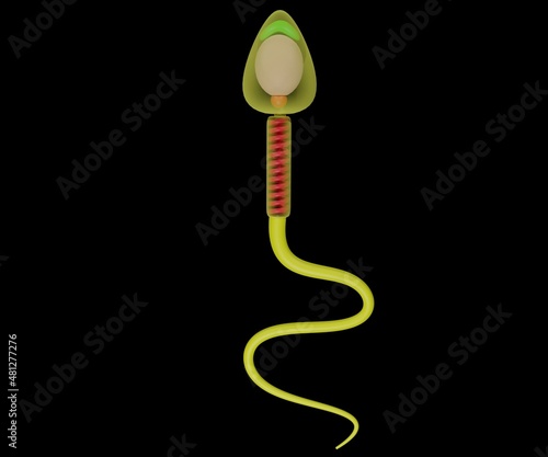sperm shape morphology 3d rendered