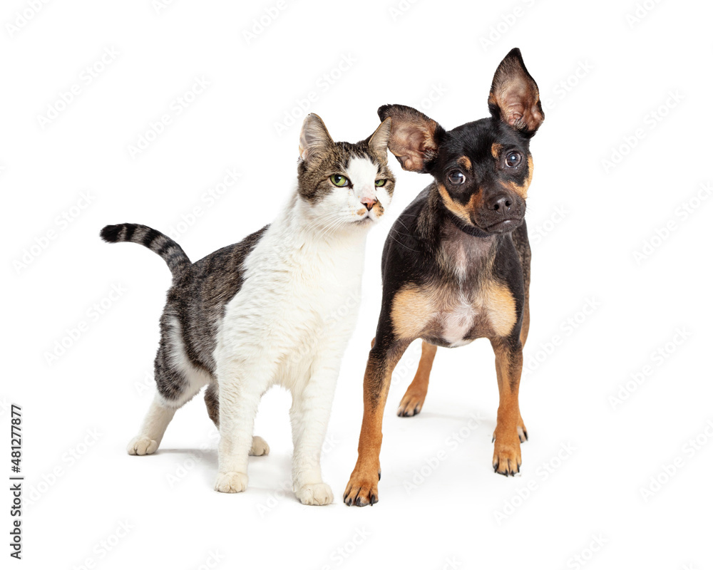 Funny Attentive Excited Dog and Cat