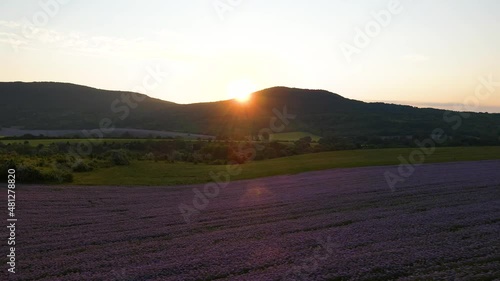 Wallpaper Mural Sun rising up behind Pilis mountains. Aerial view of Hungarian countryside with flowering Phacelia field in morning sunlight  Torontodigital.ca