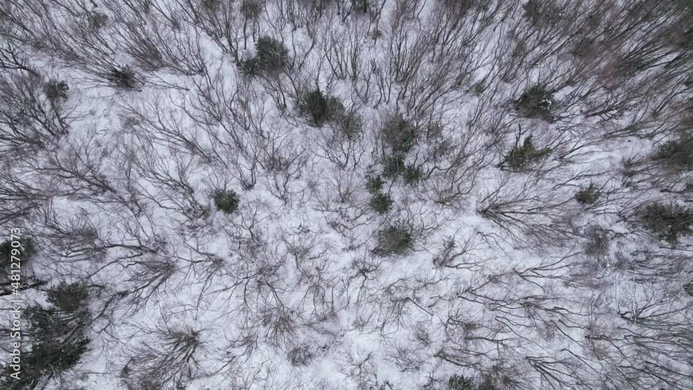Snow and trees on Mountain Snow and trees on Mountain