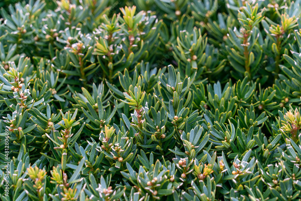 Green Bush for background Green Bush for background