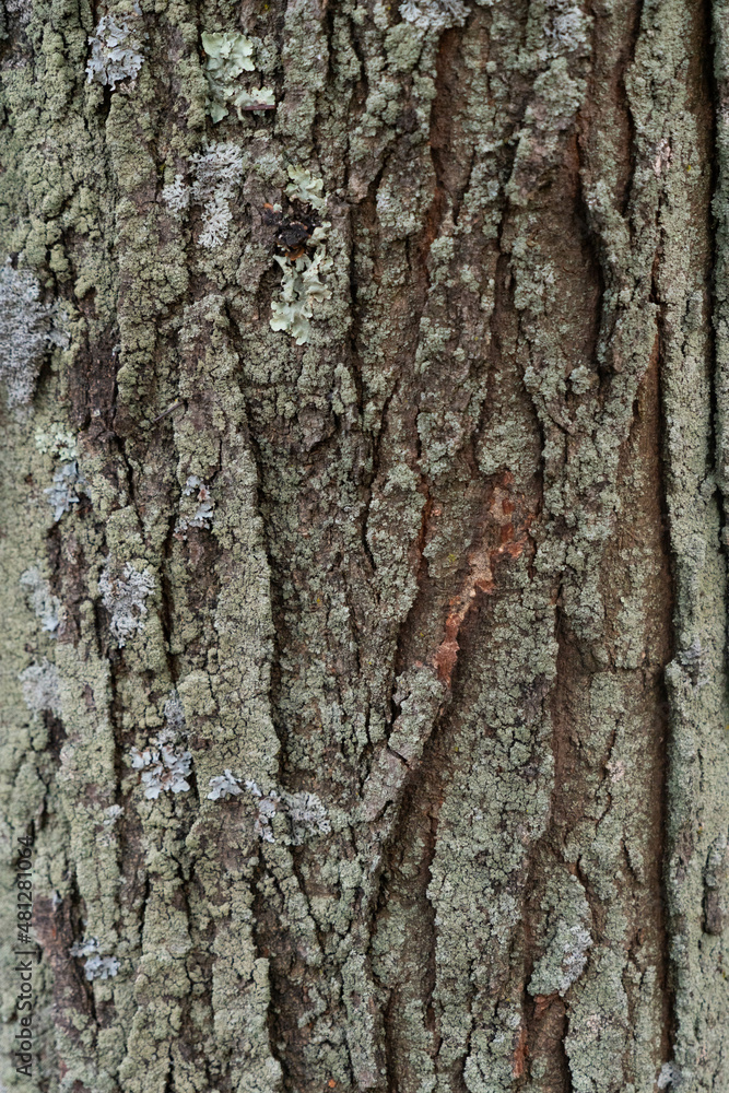 trunk with liken trunk with liken