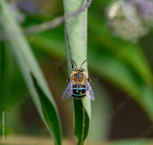 Australian blue banded bee dotted with pollen, resting on a leaf photo