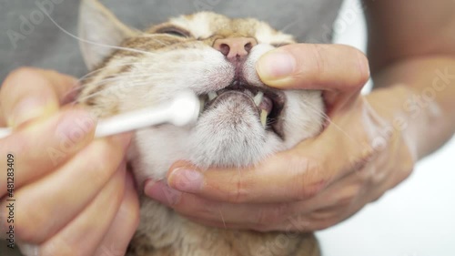 Owner brushes her pet cat's teeth with a toothbrush