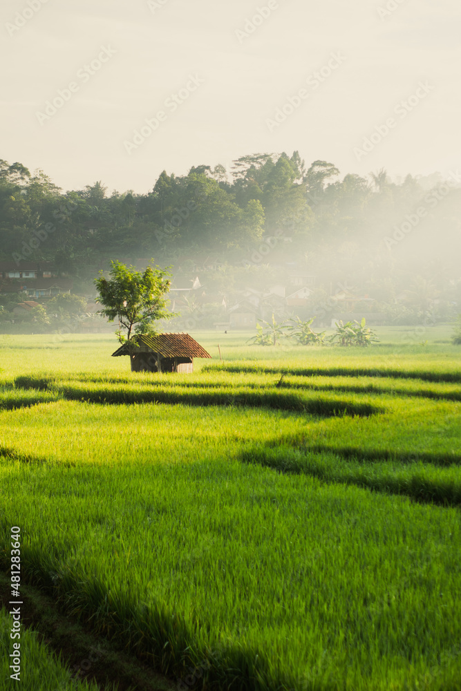 field and blue sky