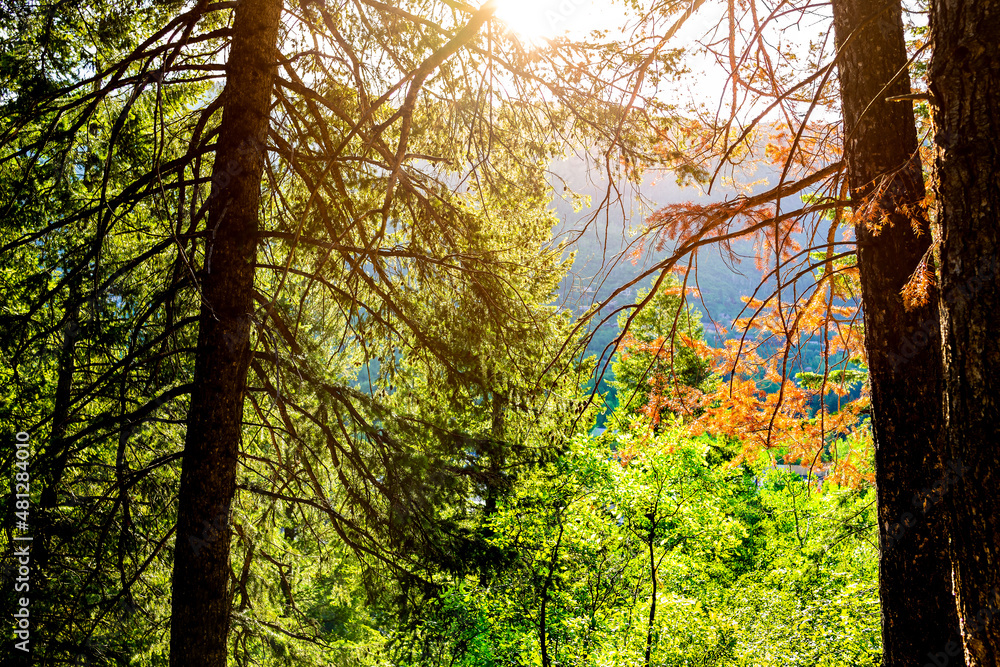 Fototapeta premium Green and red pine evergreen trees soft sunlight sunny sunrise sunburst in morning on Snowmass Lake hike trail in Colorado in national forest park