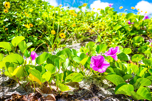 Naples, Florida in gulf of Mexico coast sunny day in summer with colorful purple pink Ipomoea pes-caprae bayhops beach morning glory flowers growing in sand landscape with nobody photo