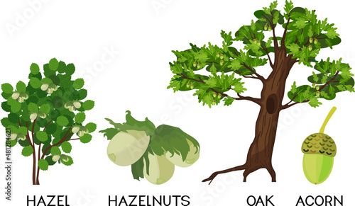 Cartoon oak tree, common hazel (Corylus avellana) plant, green hazelnuts and acorn isolated on white background