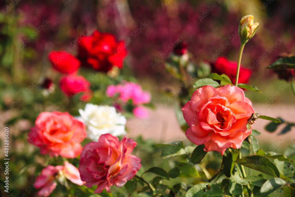 A rose blooming in the garden in the morning. for valentine's day of love A rose blooming in the garden in the morning. for valentine's day of love
