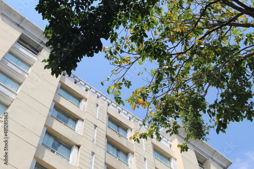 A multi-storey building next to a tree branch full of leaves