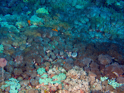 underwater garden, coral reef . 
