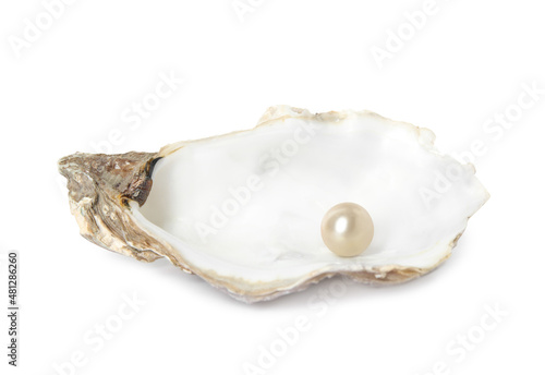 Oyster shell with pearl on white background