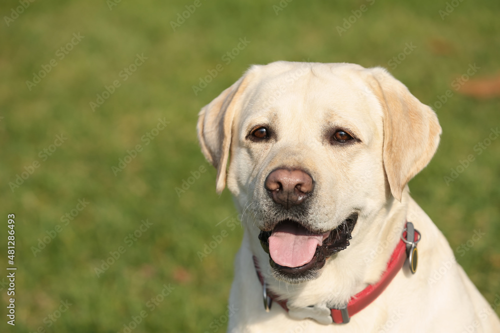Yellow Labrador outdoors on sunny day, closeup. Space for text Yellow Labrador outdoors on sunny day, closeup. Space for text
