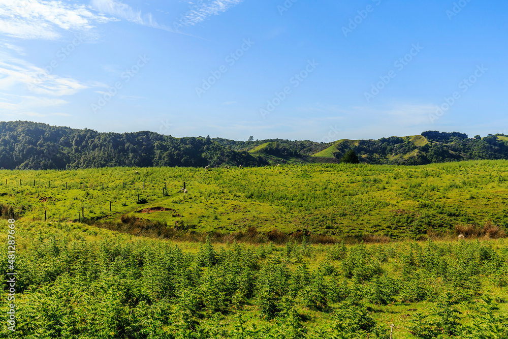 Grazing sheep on a meadow. New Zealand