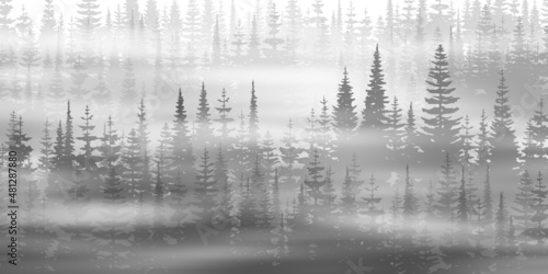 Coniferous forest in the morning fog, black and white landscape