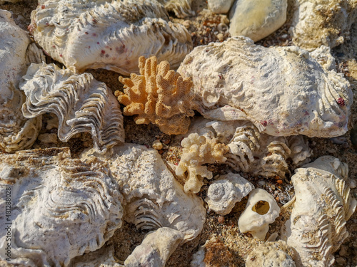 Corals and oceanic shells on the beach. Sea shore sand,shells,corrals,stones.