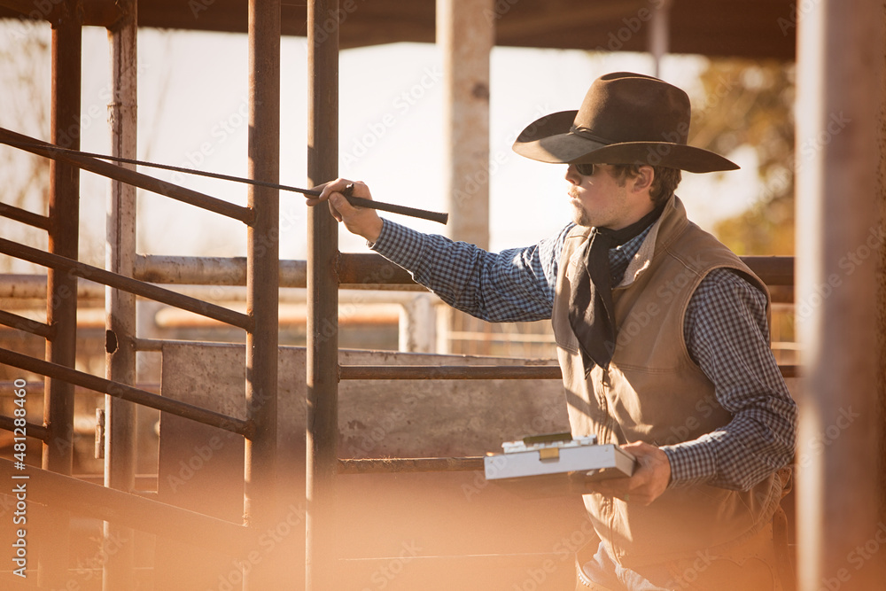 cowboy counting cows as they load the truck to be shipped off the cattle ranch cowboy counting cows as they load the truck to be shipped off the cattle ranch