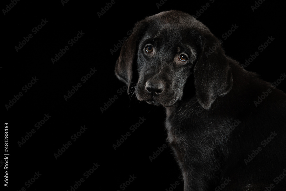 black labrador retriever puppy black labrador retriever puppy