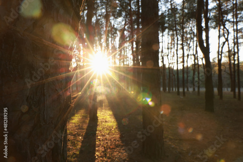 Beautiful view of sun shining through trees in conifer forest at sunset