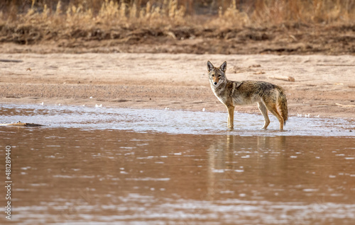 Coyote Canus latrans on the Rio Grande New Mexico photo