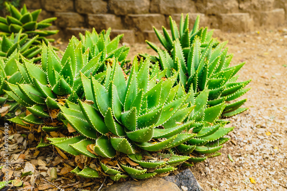 Golden Tooth Aloe (Aloe nobilis) close up Golden Tooth Aloe (Aloe nobilis) close up