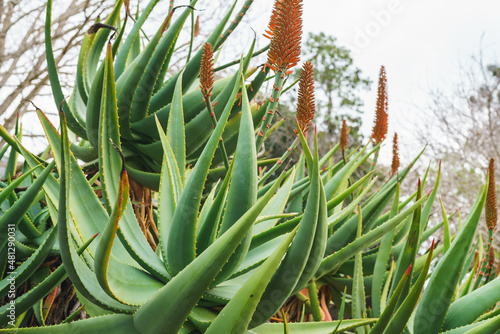 Mountain Aloe (Aloe marlothii) close up in bloom in the garden. Mountain Aloe is a large evergreen succulent photo