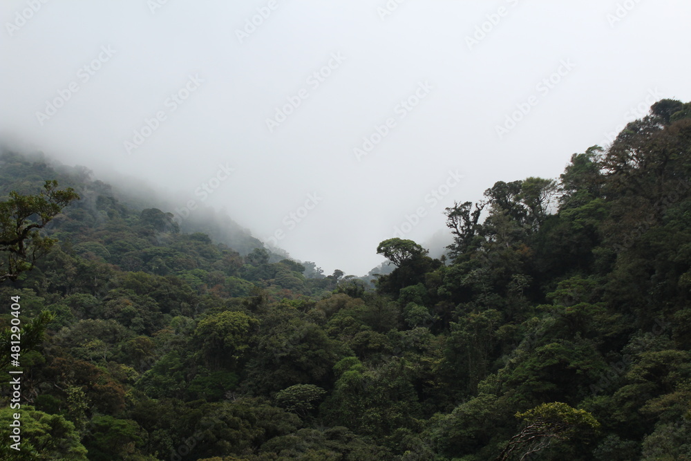 View of the cloud forest in Monteverde, Costa Rica