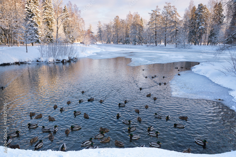 Ducks swim in the lake in winter.