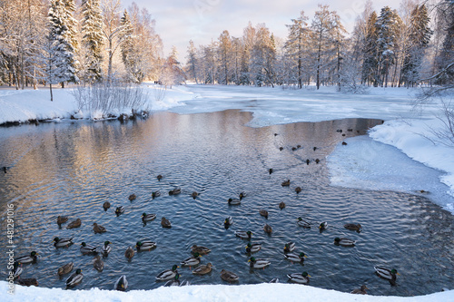 Obraz na płótnie Ducks swim in the lake in winter. w salonie
