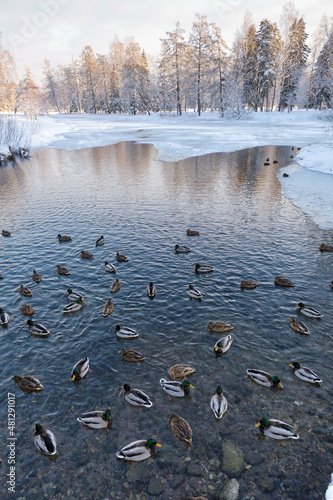 Obraz na płótnie Ducks swim in the lake in winter. w salonie