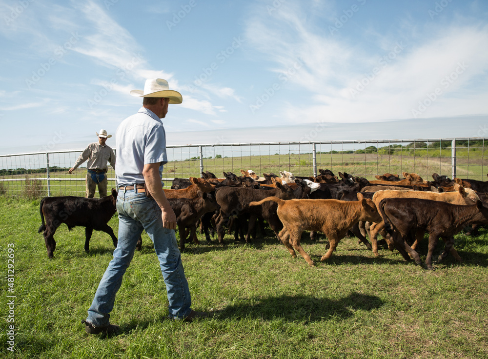 Cowboy and rancher sorting calves in spring on western cattle ranch - obrazy, fototapety, plakaty 