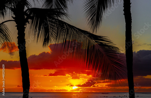 Hawaii Sunset Palm Tree Silhouette © David