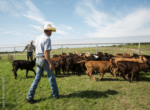 Cowboy and rancher sorting calves in spring on western cattle ranch photo