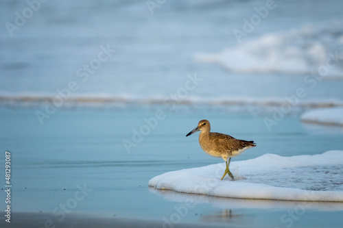 A Willet (Tringa semipalmata) scours the shoreline at Emerald Isle, North Carolina. photo