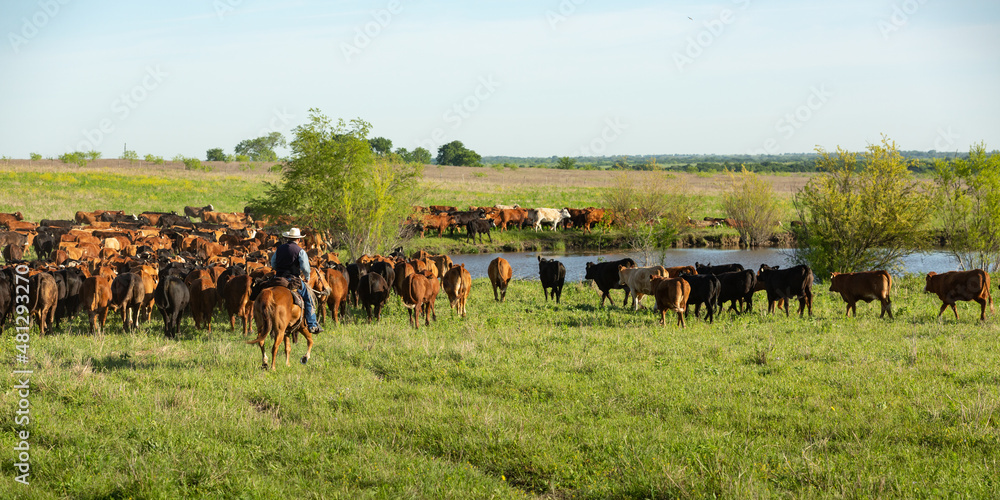 Cowboy on horseback moving livestock to new pasture on the cattle ranch - obrazy, fototapety, plakaty 