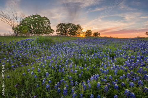 Wallpaper Mural Field of Texas bluebonnet also know as Lupinus Texensic at sunset on a cattle ranch Torontodigital.ca