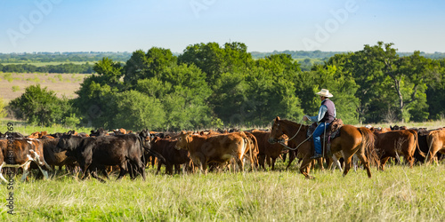 фотографія Rancher on horseback moving livestock to new pasture on the cattle ranch