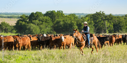 Cowboy on horseback moving cows to new pasture on the cattle ranch photo