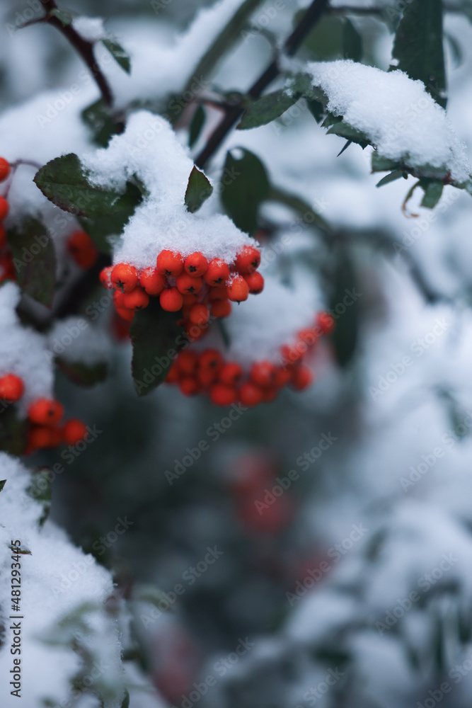 Berries on rowan tree branch covered with snow outdoors Berries on rowan tree branch covered with snow outdoors