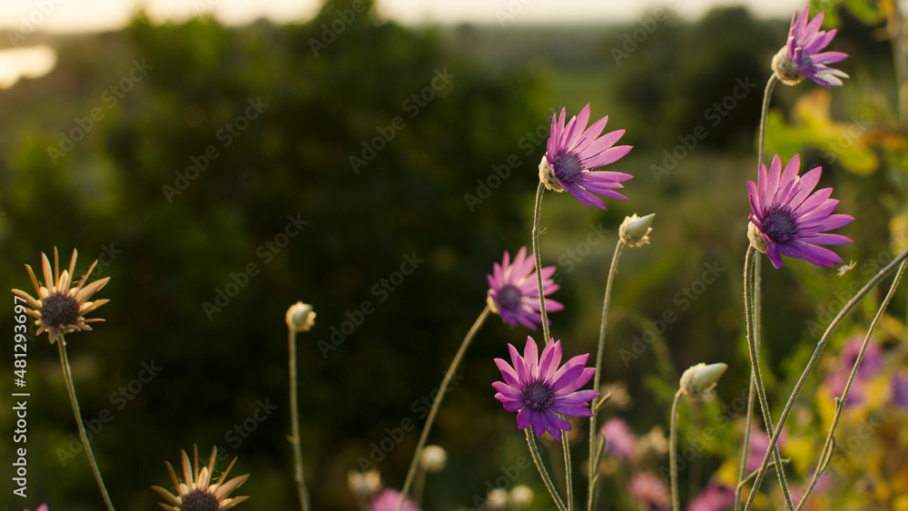 Fototapeta premium Wildflowers blossom are purple on the hillside in the setting sun close-up . Landscape banner, background. Nature