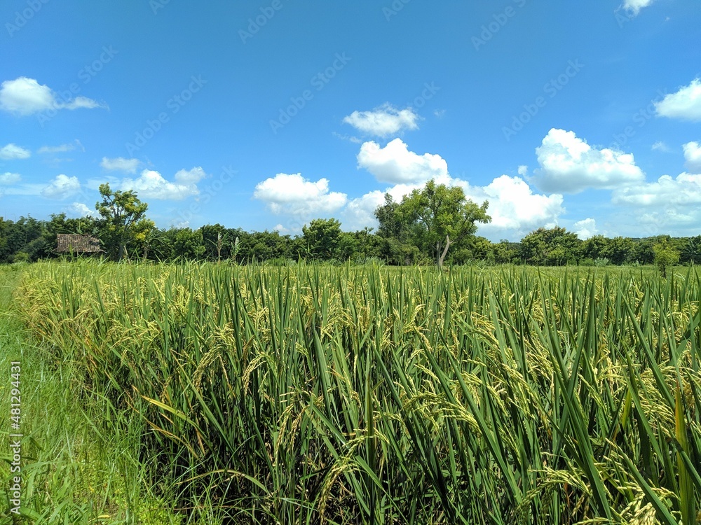 field of rice field of rice